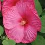 Seminte profesionale Hibiscus moscheotus - Hibiscus - imagine 49383